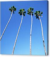 Palm Trees Lining Hollywood Boulevard Canvas Print