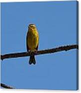 Palm Warbler Canvas Print