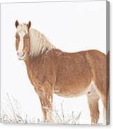 Palomino Horse In The Snow Canvas Print