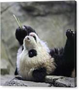 Panda Cub Canvas Print