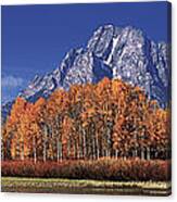 Panorama Fall Colored Aspens Oxbow Bend Grand Tetons National Park Canvas Print