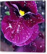 Pansy In The Dew Canvas Print