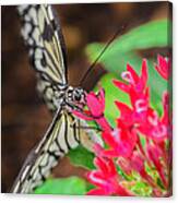 Paper Kite Butterfly On Flower Canvas Print