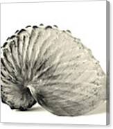 Paper Nautilus Shell Canvas Print