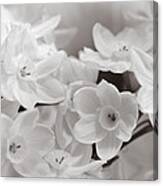 Paper Whites Bouquet Canvas Print