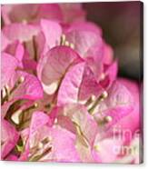 Papery In Pink Canvas Print