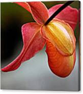 Paphiopedilum Orchid - Slipper Orchid Canvas Print