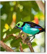 Paradise Tanager Canvas Print