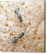 Parasitic Wasps Canvas Print