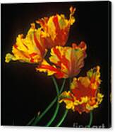 Parrot Tulips On Easter Morning Vertical Canvas Print