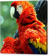 Colorful Companions Parrots Perched On A Branch Canvas Print