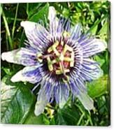 Passiflora Against Green Foliage In A Garden Canvas Print