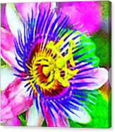 Passiflora Edulis Otherwise Known As Passion Flower Canvas Print