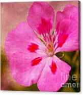 Pastel Beauty Canvas Print