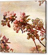Pastel Blossoms In Spring Canvas Print
