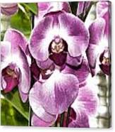 Pastel Orchids Canvas Print
