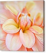 Pastel Petals And Drops Canvas Print