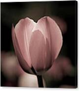 Pastel Pink Tulip In Spring Canvas Print