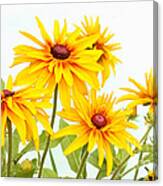 Patch Of Black-eyed Susan Canvas Print