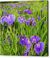 Patch Of Wild Irises On The Eklutna Canvas Print