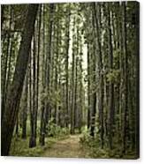 Path In The Woods Canvas Print