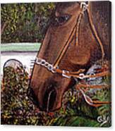 Patient Horse Canvas Print