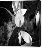 Peace Lily Or Spath Lily Bw Canvas Print