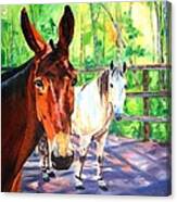 Peacefully Corralled Canvas Print