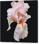 Peach Bearded Iris Canvas Print