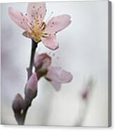 Peach Blossom 005 #1 Canvas Print