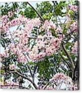 Peach Blossom Cassia Canvas Print