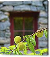 Peach Tree At The Old Mill Of Guilford Canvas Print