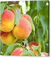 Peaches Canvas Print