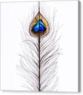 Peacock Abstract Canvas Print