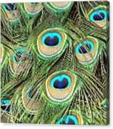 Peacock Circles Canvas Print