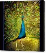 Peacock Dance Canvas Print