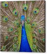 Peacock Canvas Print