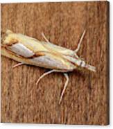 Pearl Grass-veneer Moth Canvas Print
