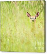 Peek A Boo Deer Canvas Print