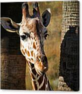 Peekaboo Giraffe Canvas Print
