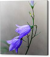 Blue Bells Peeking Through The Mist Canvas Print