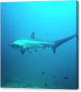 Pelagic Thresher Shark Canvas Print