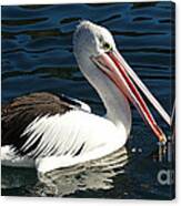 Pelican  Closeup Canvas Print