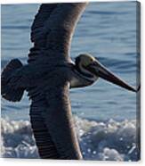 Pelican Flight Canvas Print