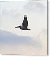 Pelican Fly By Canvas Print