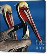 La Jolla Pelicans In Waves Canvas Print