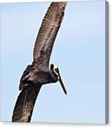 Pelican In Flight Canvas Print