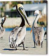 Pelican Looking At You Canvas Print