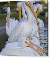 Pelican Pile Canvas Print