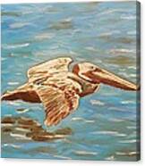 Pelican Skimming Canvas Print